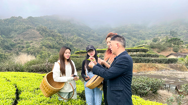 第193期：实践体验安溪乌龙茶制作(图2)