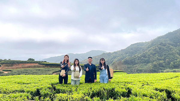 第193期：实践体验安溪乌龙茶制作(图1)