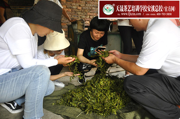 第160期：实践体验安溪乌龙茶制作(图3)