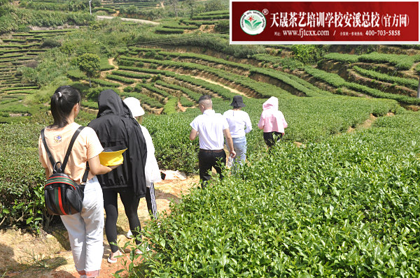 第160期：实践体验安溪乌龙茶制作(图2)