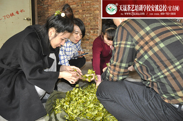 第163期：实践体验安溪乌龙茶制作(图3)