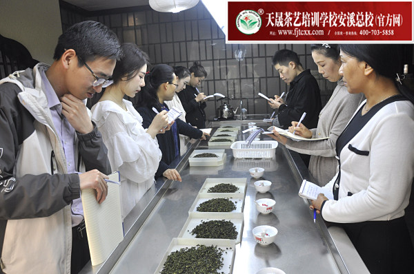 第164期：安溪铁观音初制工艺以及毛茶品质特征(图2)