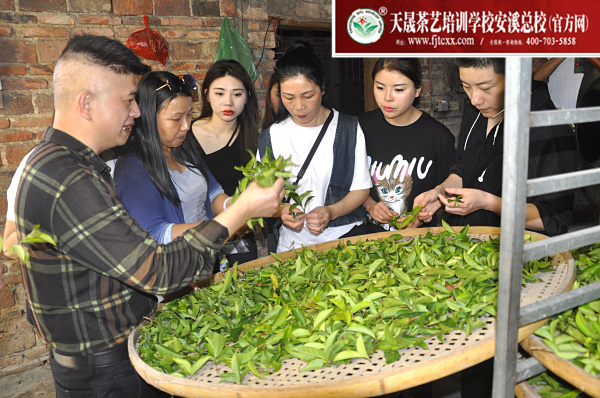 第164期：实践体验安溪乌龙茶制作(图3)