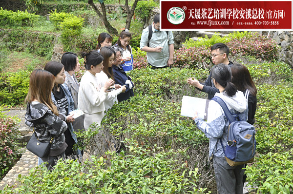 第165期：参观安溪茶叶大观园(图3)