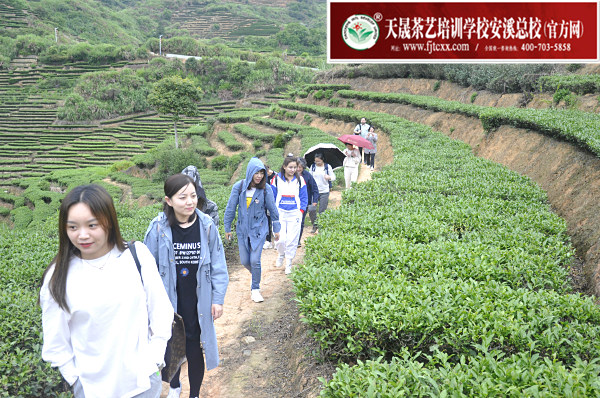 第165期：实践体验安溪乌龙茶制作(图2)