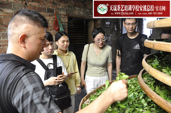 第166期：实践体验安溪乌龙茶制作(图3)