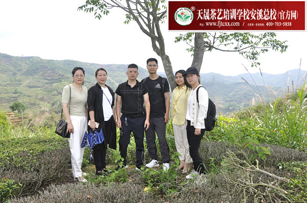 第166期：实践体验安溪乌龙茶制作(图1)