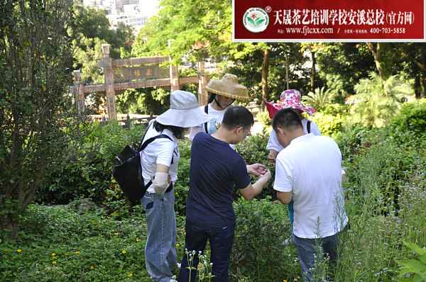 第168期：参观安溪茶叶大观园(图2)