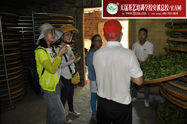 第168期：实践体验安溪乌龙茶制作(图2)