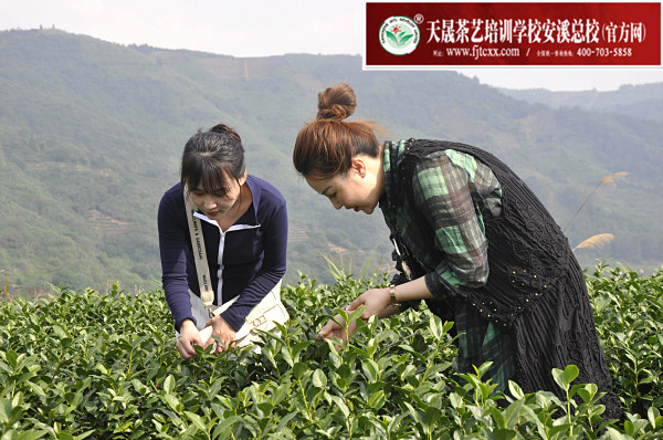 第170期：实践体验安溪乌龙茶制作(图2)