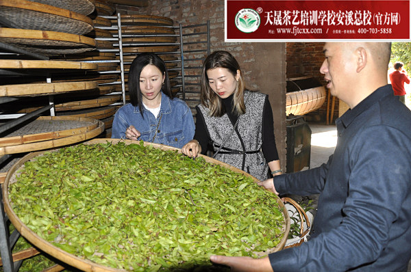 第171期：实践体验安溪乌龙茶制作(图3)