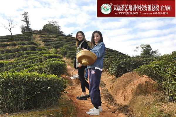 第171期：实践体验安溪乌龙茶制作(图1)