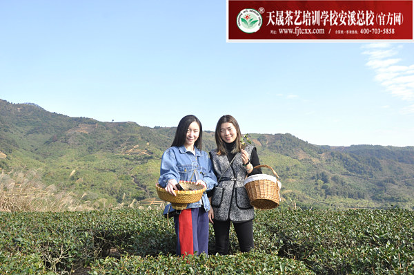 第171期：实践体验安溪乌龙茶制作(图2)