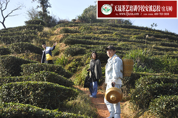 第172期：实践体验安溪乌龙茶制作(图2)