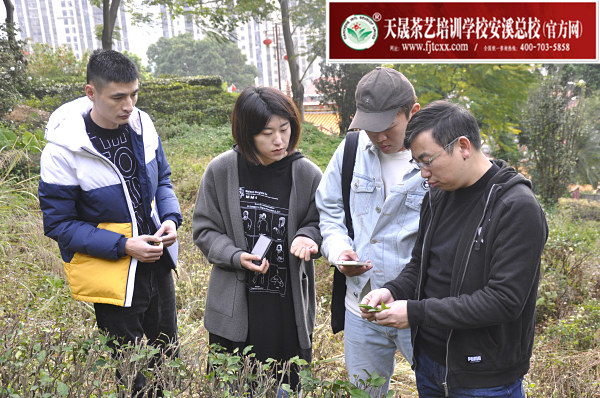 第172期：参观安溪茶叶大观园(图3)