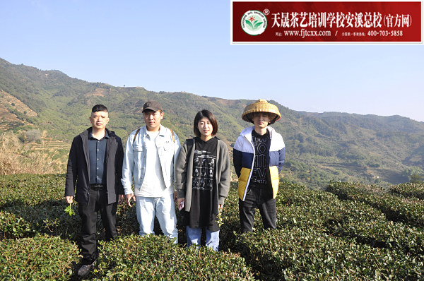 第172期：实践体验安溪乌龙茶制作(图1)