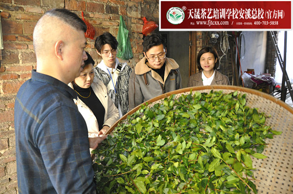 第173期：实践体验安溪乌龙茶制作(图2)