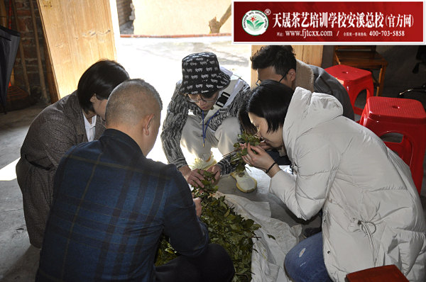 第173期：实践体验安溪乌龙茶制作(图3)