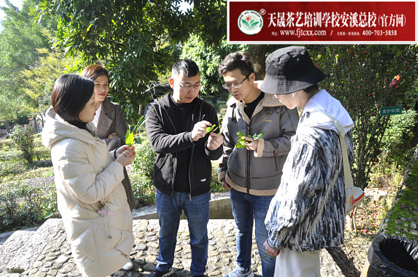 第173期：参观安溪茶叶大观园(图3)