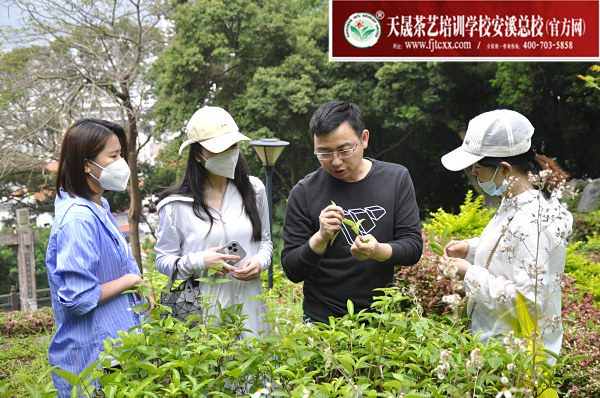 第174期：参观安溪茶叶大观园(图3)