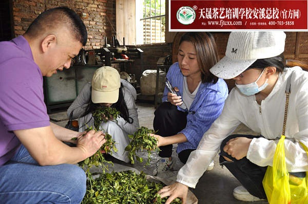 第174期：实践体验安溪乌龙茶制作(图3)