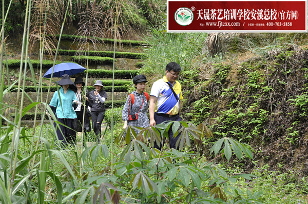 第175期：实践体验安溪乌龙茶制作(图2)