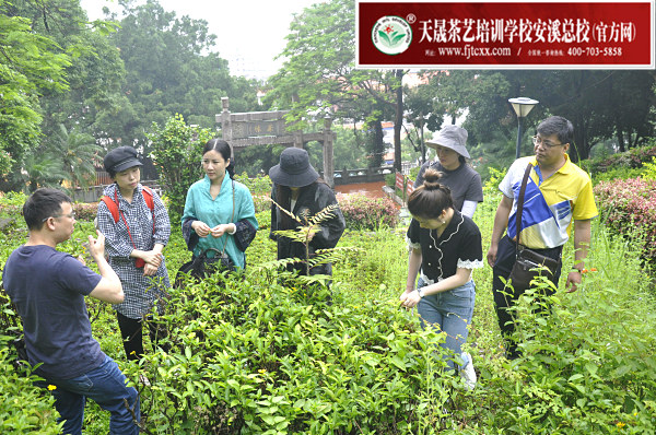 第175期：参观安溪茶叶大观园(图2)