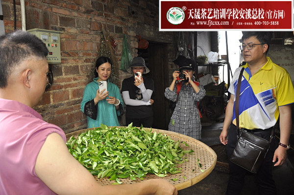 第175期：实践体验安溪乌龙茶制作(图3)