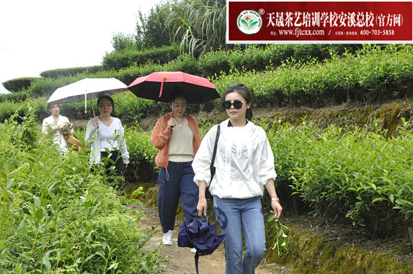 第176期：实践体验安溪乌龙茶制作(图2)