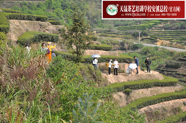 第182期：实践体验安溪乌龙茶制作(图2)