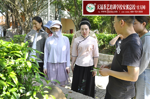 第183期：参观安溪八马茶叶百茶园(图2)