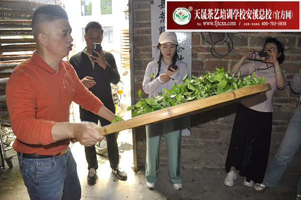 第183期：实践体验安溪乌龙茶制作(图3)
