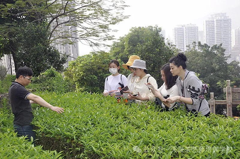 天晟茶艺培训学校204期中国茶学系统培训班——遇见茶,遇见更好的自己(图2) 天晟茶艺培训学校204期中国茶学系统培训班——遇见茶,遇见更好的自己(图2)