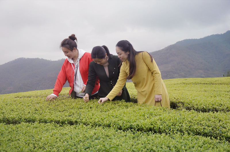 最新茶艺学习心得体会（2025年版）(图2)